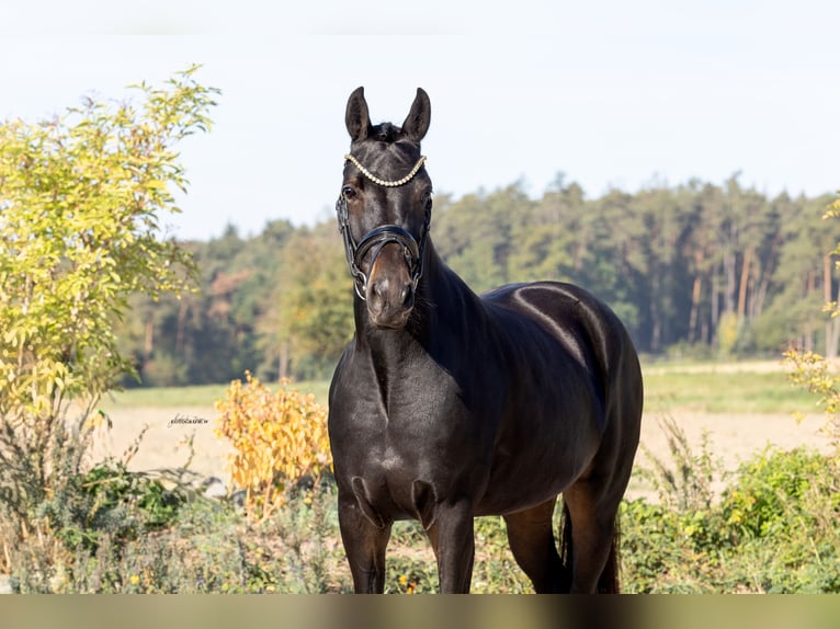 Oldenburger Stute 4 Jahre 165 cm Schwarzbrauner in Lehrberg