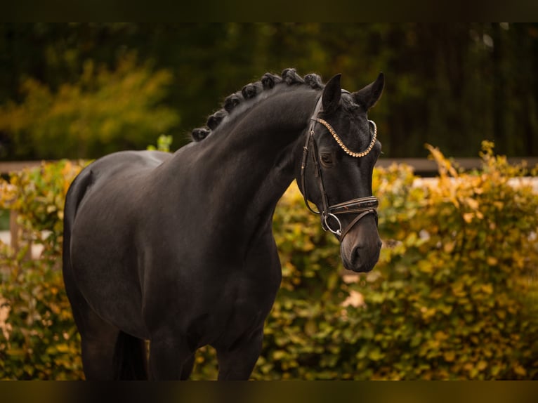 Oldenburger Stute 4 Jahre 165 cm Schwarzbrauner in Wehringen