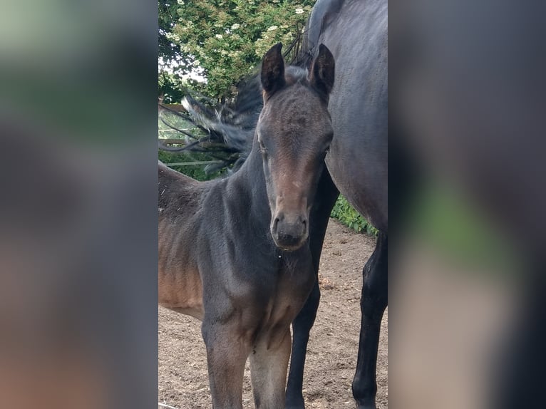 Oldenburger Stute 4 Jahre 165 cm Schwarzbrauner in Hankensbüttel