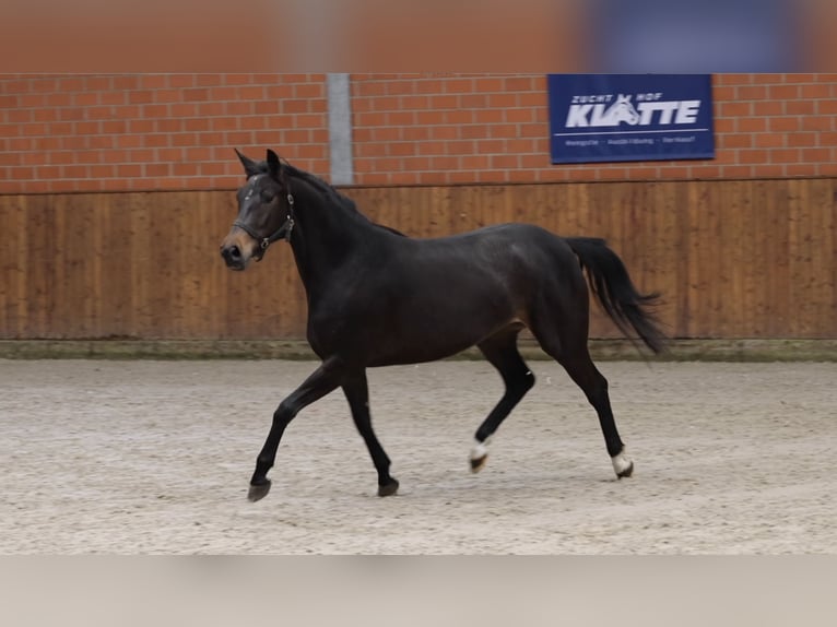 Oldenburger Stute 4 Jahre 165 cm Schwarzbrauner in Lastrup