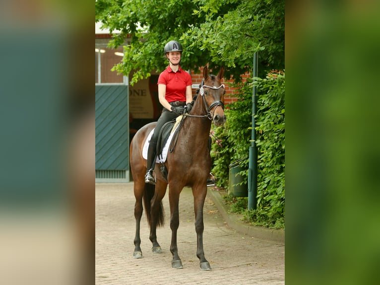 Oldenburger Stute 4 Jahre 166 cm Brauner in Lohne (Oldenburg)
