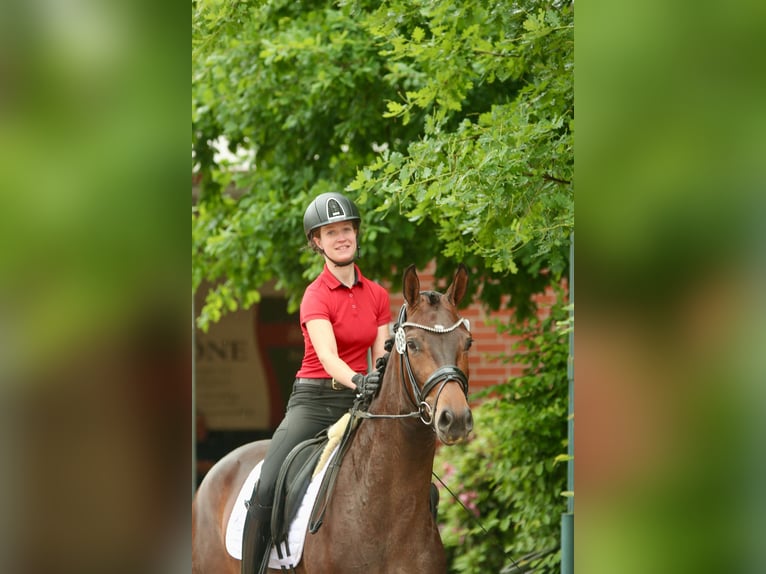 Oldenburger Stute 4 Jahre 166 cm Brauner in Lohne (Oldenburg)