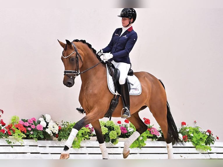 Oldenburger Stute 4 Jahre 166 cm Brauner in Vechta