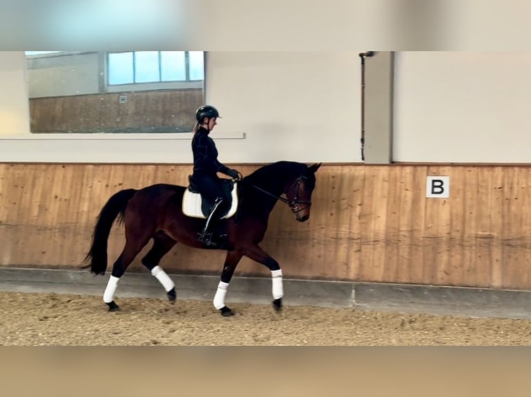 Oldenburger Stute 4 Jahre 166 cm Brauner in Rottenburg an der Laaber