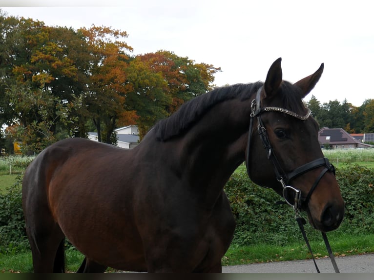 Oldenburger Stute 4 Jahre 166 cm Brauner in Werlte