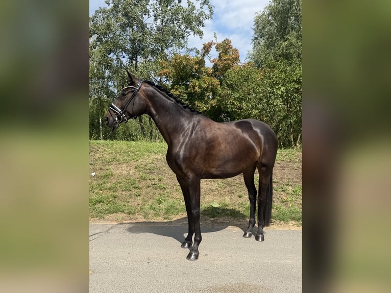 Oldenburger Stute 4 Jahre 166 cm Dunkelbrauner in Phöben