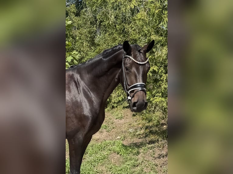 Oldenburger Stute 4 Jahre 166 cm Dunkelbrauner in Phöben