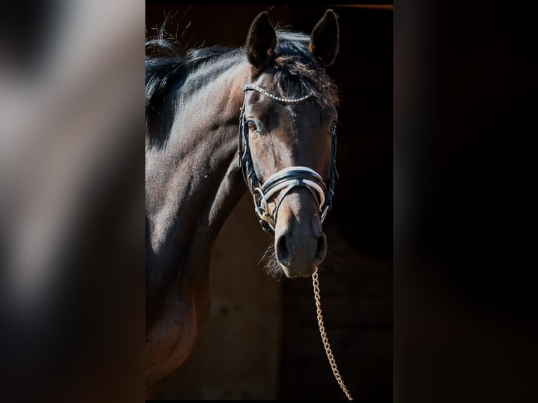 Oldenburger Stute 4 Jahre 166 cm Dunkelbrauner in Hof