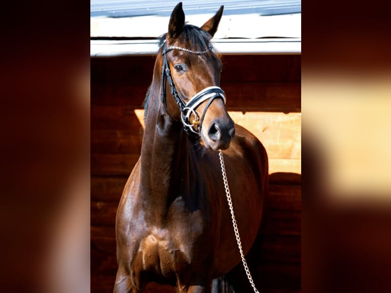 Oldenburger Stute 4 Jahre 166 cm Dunkelbrauner in Hof
