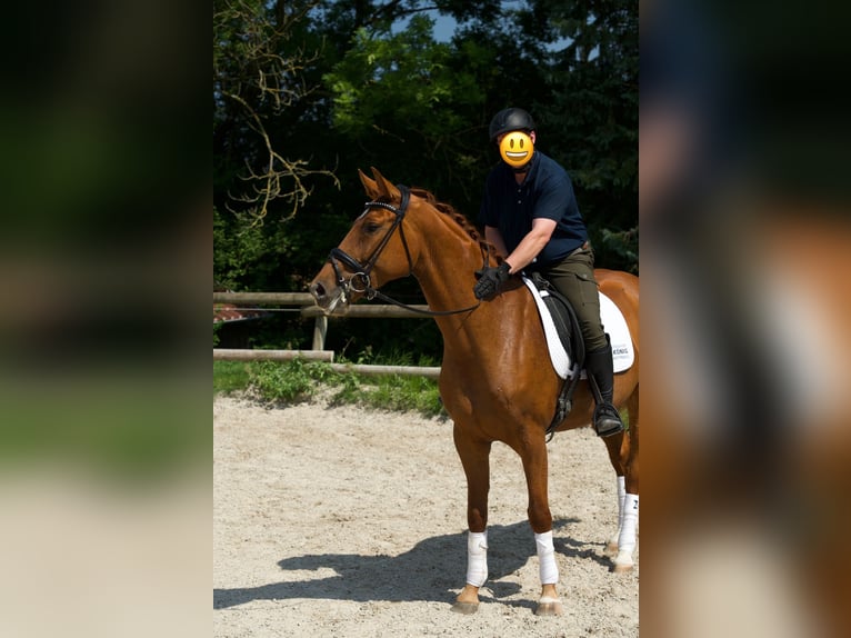 Oldenburger Stute 4 Jahre 166 cm Fuchs in Bad Boll