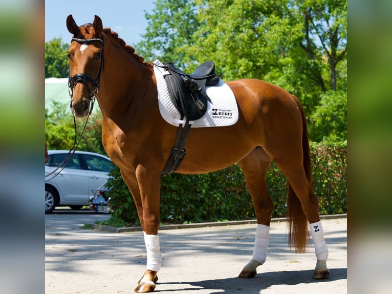 Oldenburger Stute 4 Jahre 166 cm Fuchs in Bad Boll