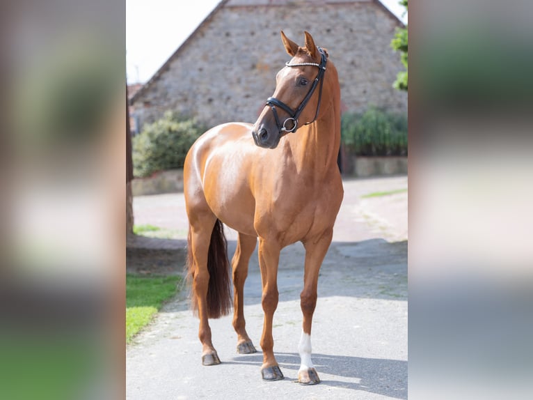 Oldenburger Stute 4 Jahre 166 cm Fuchs in Bramsche