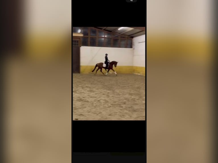 Oldenburger Stute 4 Jahre 166 cm Fuchs in DammeDamme