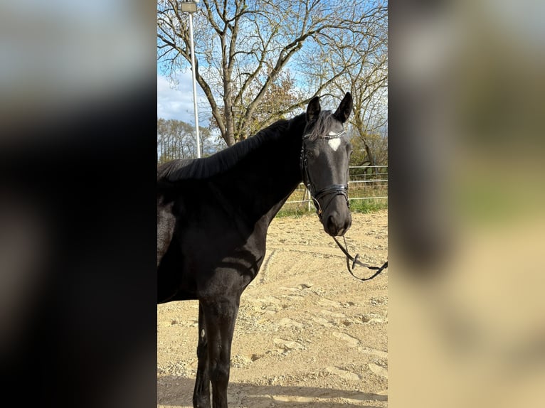 Oldenburger Stute 4 Jahre 166 cm Rappe in Erfurt