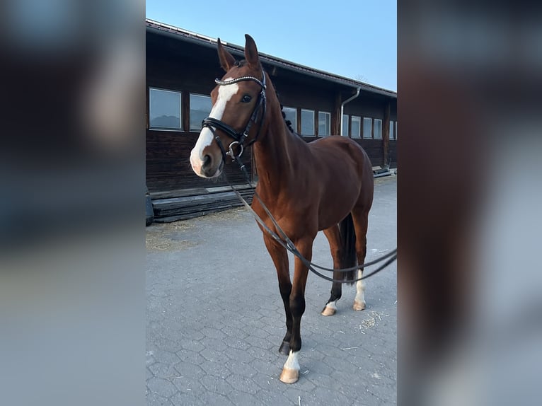 Oldenburger Stute 4 Jahre 167 cm Brauner in Alt&#xF6;tting