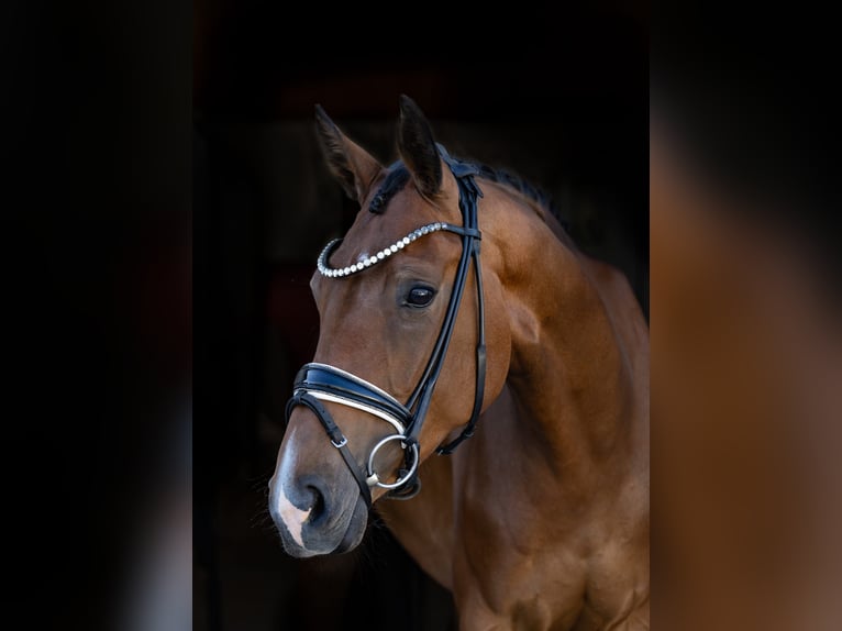 Oldenburger Stute 4 Jahre 167 cm Brauner in Rosenheim