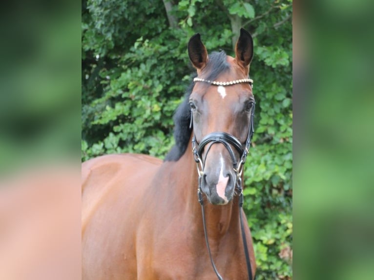 Oldenburger Stute 4 Jahre 167 cm Brauner in Damme
