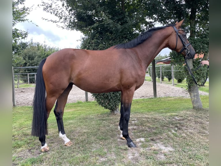 Oldenburger Stute 4 Jahre 167 cm Brauner in Damme