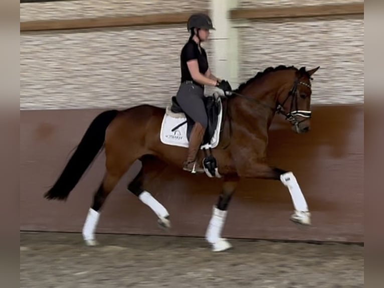 Oldenburger Stute 4 Jahre 167 cm Brauner in Wehringen
