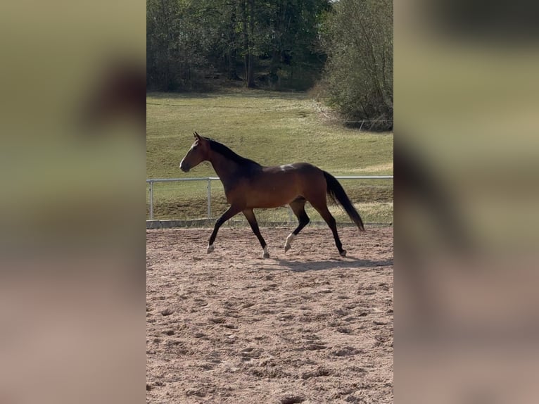 Oldenburger Stute 4 Jahre 167 cm Dunkelbrauner in Kleinfurra