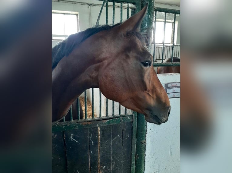 Oldenburger Stute 4 Jahre 167 cm Dunkelbrauner in Sassen-Trantow
