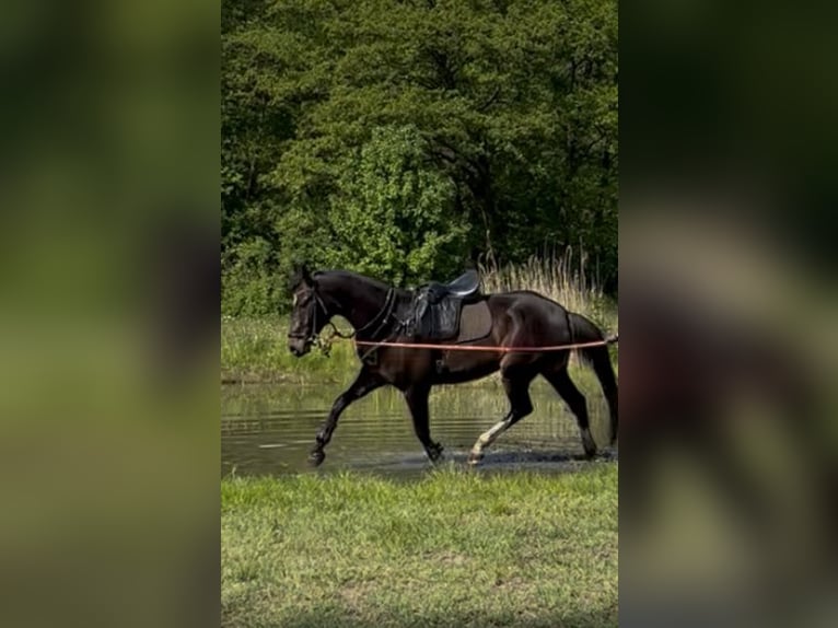 Oldenburger Stute 4 Jahre 167 cm Dunkelbrauner in Briesen