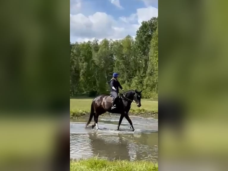 Oldenburger Stute 4 Jahre 167 cm Dunkelbrauner in Briesen