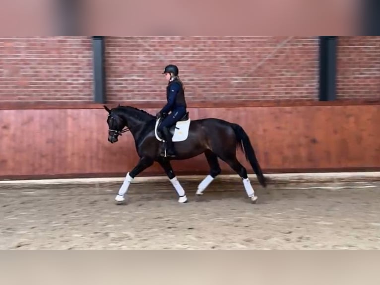 Oldenburger Stute 4 Jahre 167 cm Dunkelbrauner in Briesen