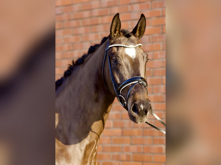 Oldenburger Stute 4 Jahre 167 cm Dunkelbrauner in Briesen