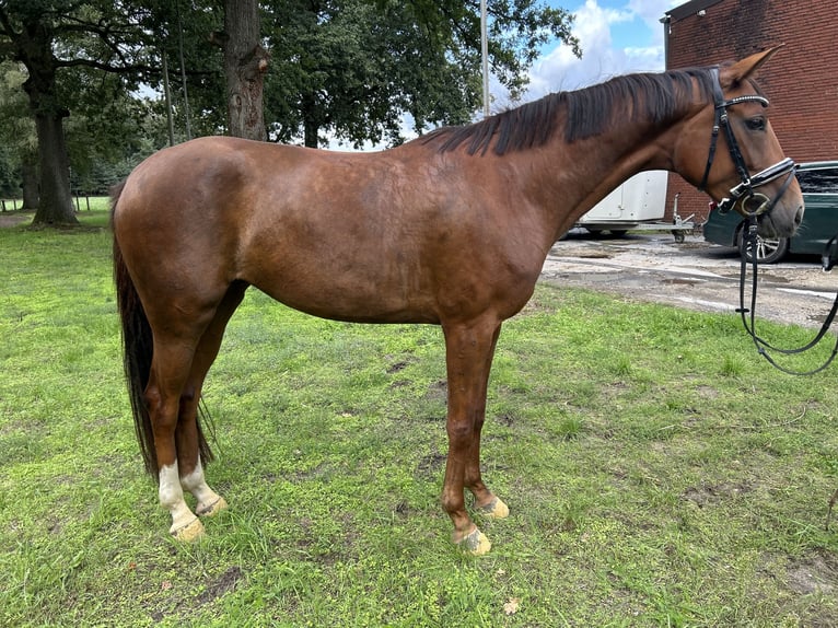 Oldenburger Stute 4 Jahre 167 cm Fuchs in Versmold