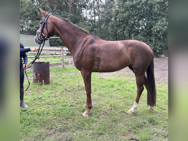 Oldenburger Stute 4 Jahre 167 cm Fuchs in Versmold