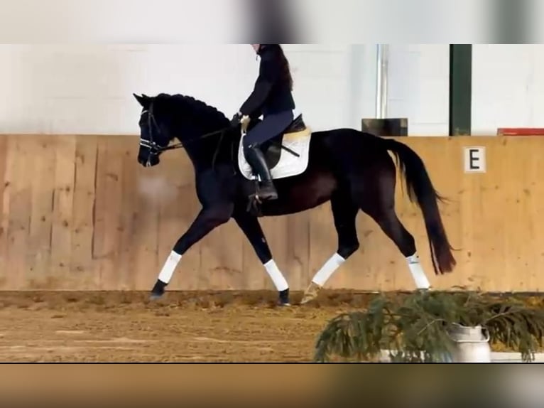 Oldenburger Stute 4 Jahre 167 cm Rappe in Ludwigslust