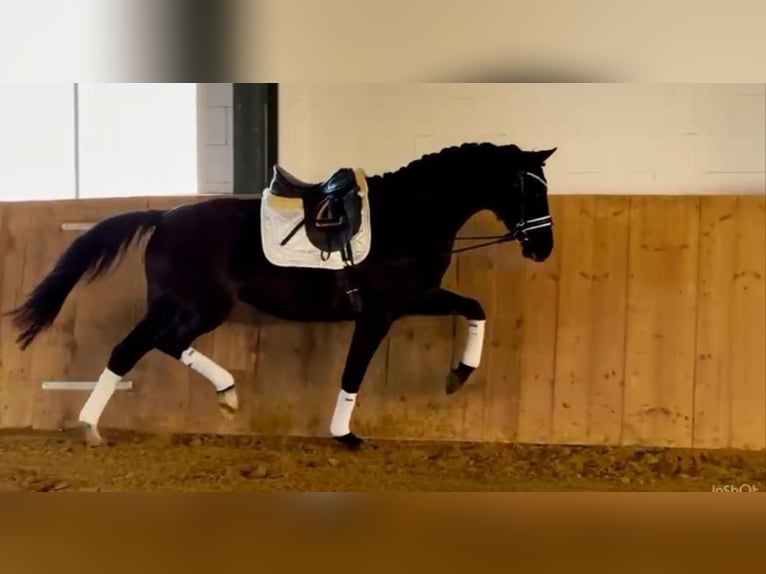 Oldenburger Stute 4 Jahre 167 cm Rappe in Ludwigslust