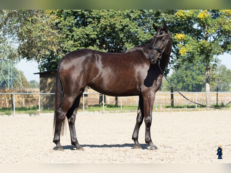 Oldenburger Stute 4 Jahre 167 cm Rappe in Karlsfeld