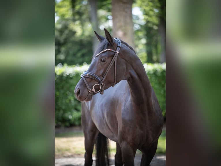 Oldenburger Stute 4 Jahre 167 cm Rappe in Essen (Oldenburg)