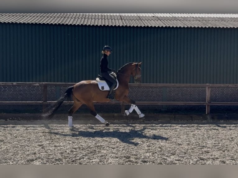 Oldenburger Stute 4 Jahre 168 cm Brauner in Meckenheim