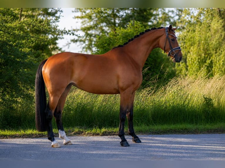 Oldenburger Stute 4 Jahre 168 cm Brauner in Rosenheim
