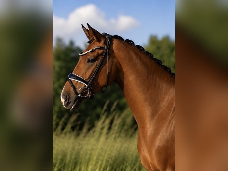 Oldenburger Stute 4 Jahre 168 cm Brauner in Rosenheim