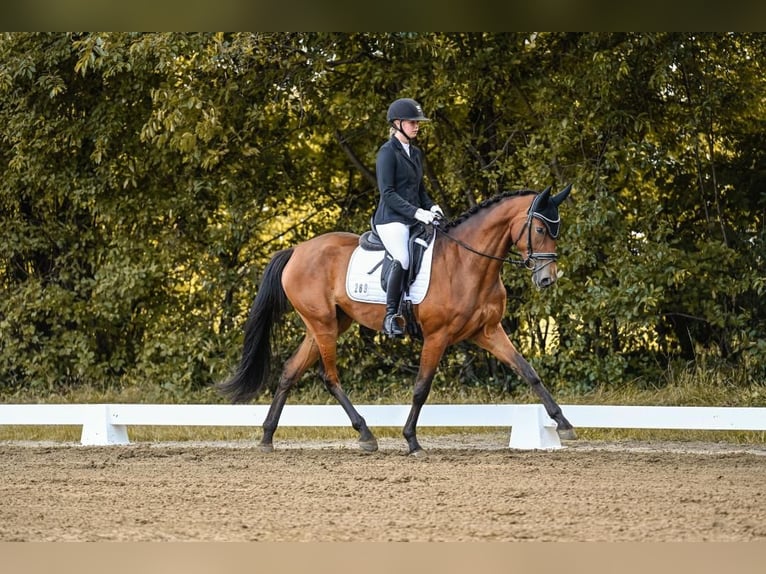 Oldenburger Stute 4 Jahre 168 cm Brauner in Lilienthal