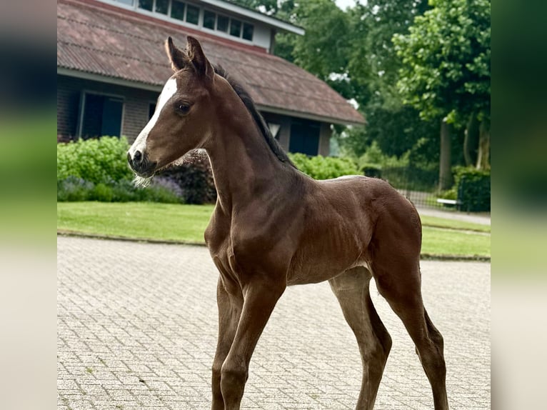 Oldenburger Stute 4 Jahre 168 cm Brauner in Liessel