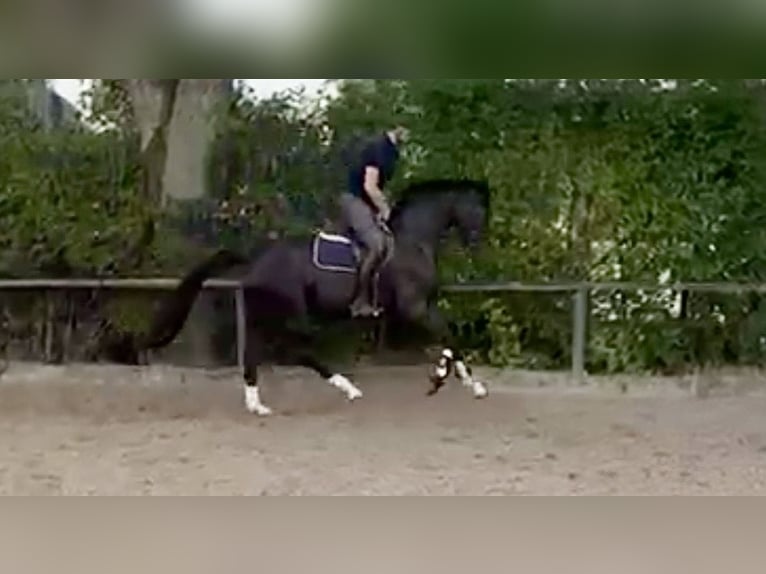 Oldenburger Stute 4 Jahre 168 cm  in Münster