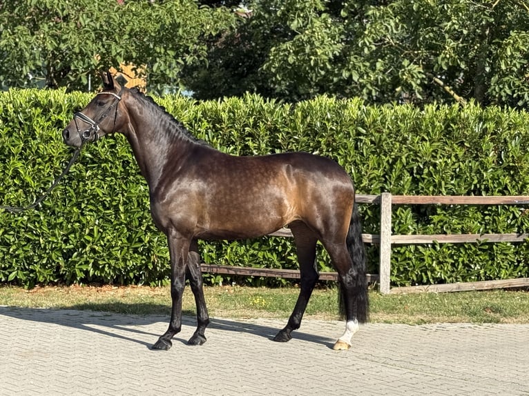 Oldenburger Stute 4 Jahre 168 cm Dunkelbrauner in Visbek