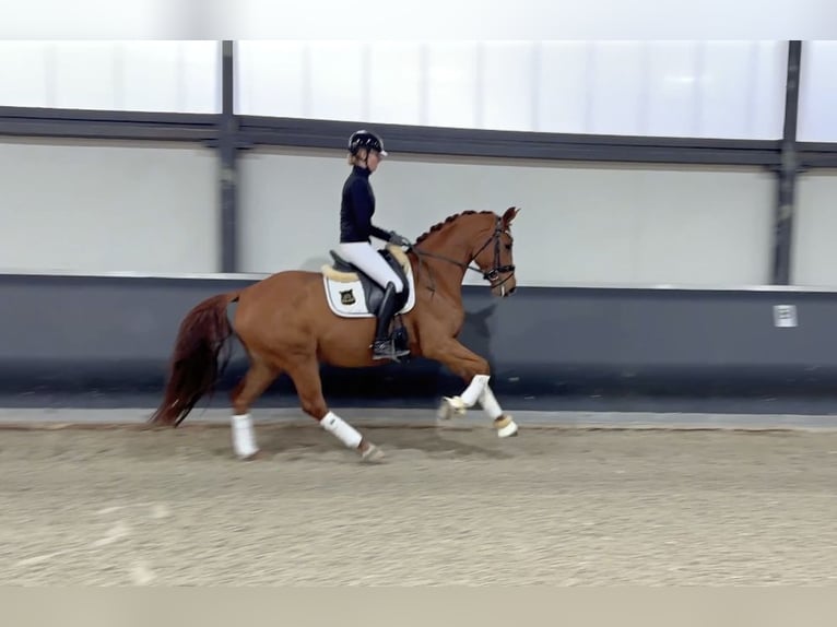 Oldenburger Stute 4 Jahre 168 cm Fuchs in Meckenheim