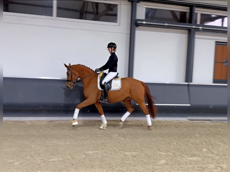 Oldenburger Stute 4 Jahre 168 cm Fuchs in Meckenheim