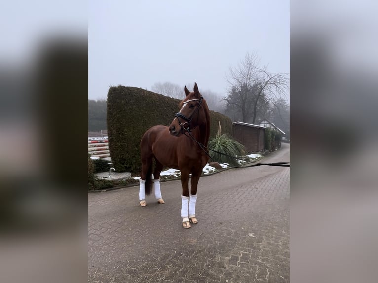 Oldenburger Stute 4 Jahre 168 cm Fuchs in Ratingen