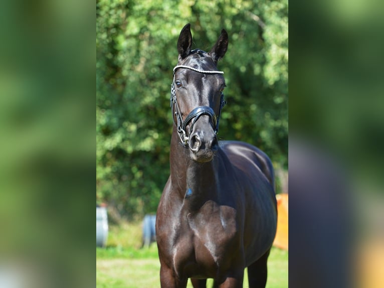 Oldenburger Stute 4 Jahre 168 cm Rappe in Vechta