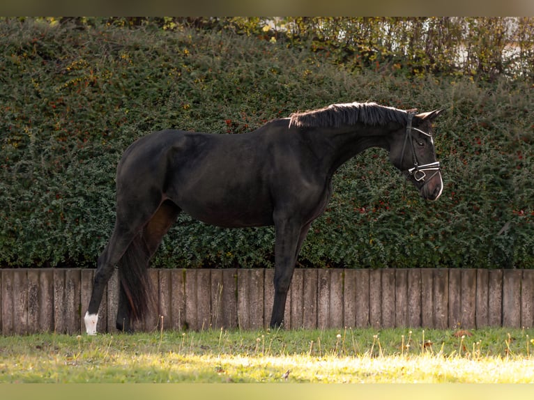 Oldenburger Stute 4 Jahre 168 cm Schwarzbrauner in Ried