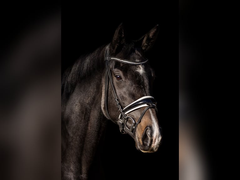 Oldenburger Stute 4 Jahre 168 cm Schwarzbrauner in Ried