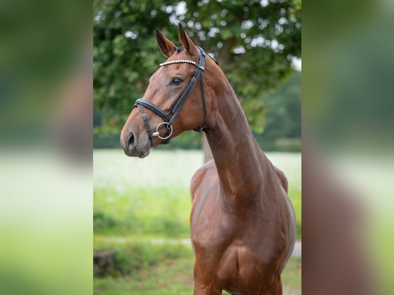 Oldenburger Stute 4 Jahre 169 cm Brauner in Bramsche
