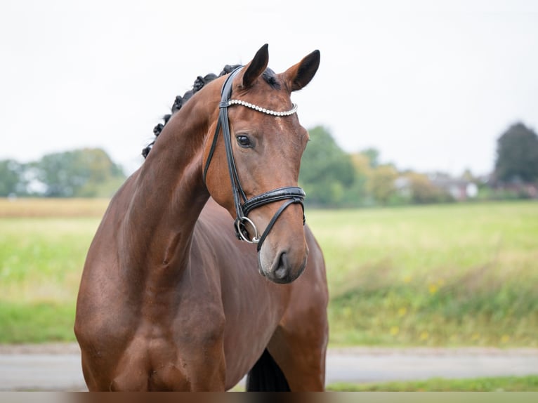 Oldenburger Stute 4 Jahre 169 cm Brauner in Bramsche